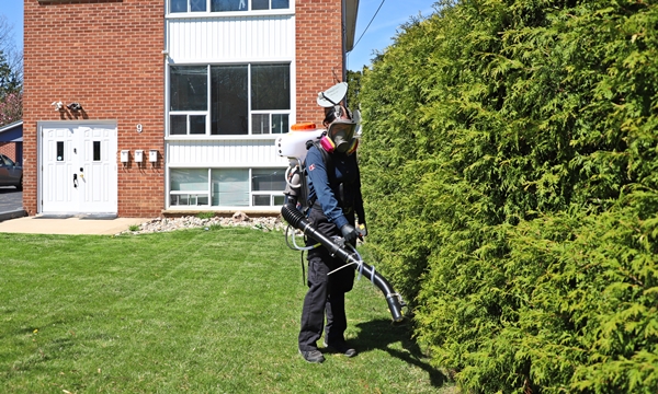 Outdoor wedding mosquito control Ontario
