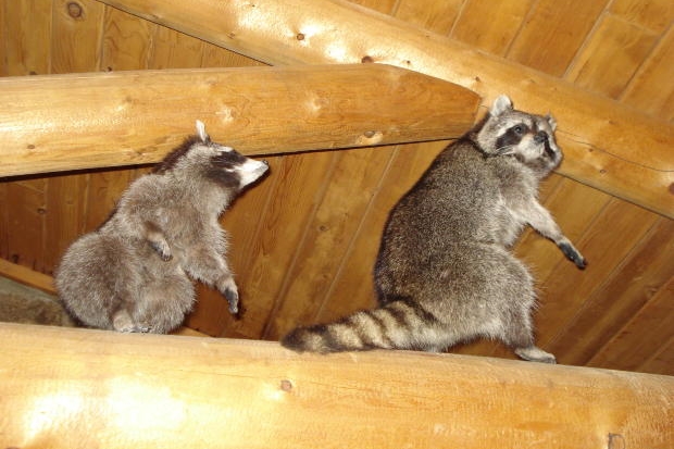 Raccoons in attic - Wildlife Removal Service Ontario