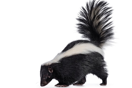 Skunk - humane wildlife trapping and removal