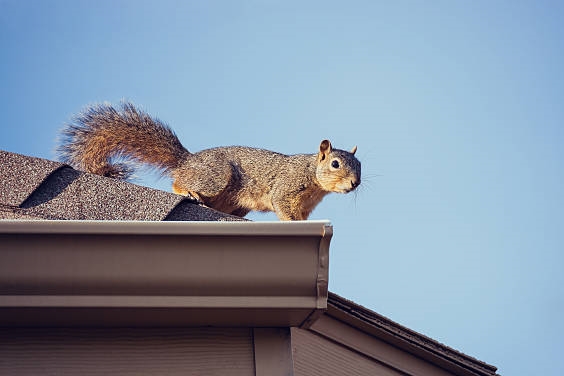 Squirrel on roof gutters - wildlife damage repair