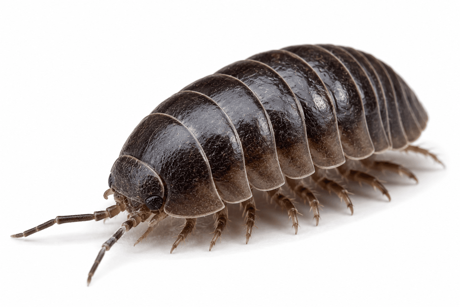 Pill Bug