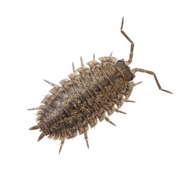 Sow Bug